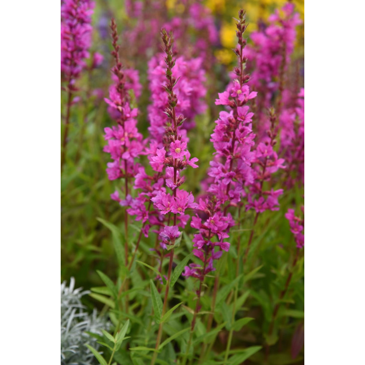 LYTHRUM salicaria 'Robin'