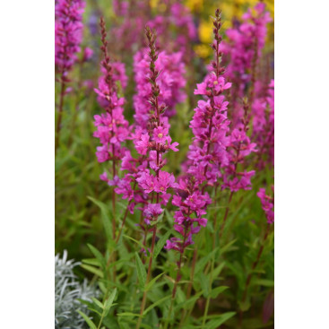 LYTHRUM salicaria \'Robin\'