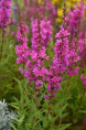 LYTHRUM salicaria 'Robin'