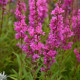 LYTHRUM salicaria 'Robin'