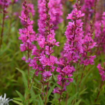 LYTHRUM salicaria &#039;Robin&#039;