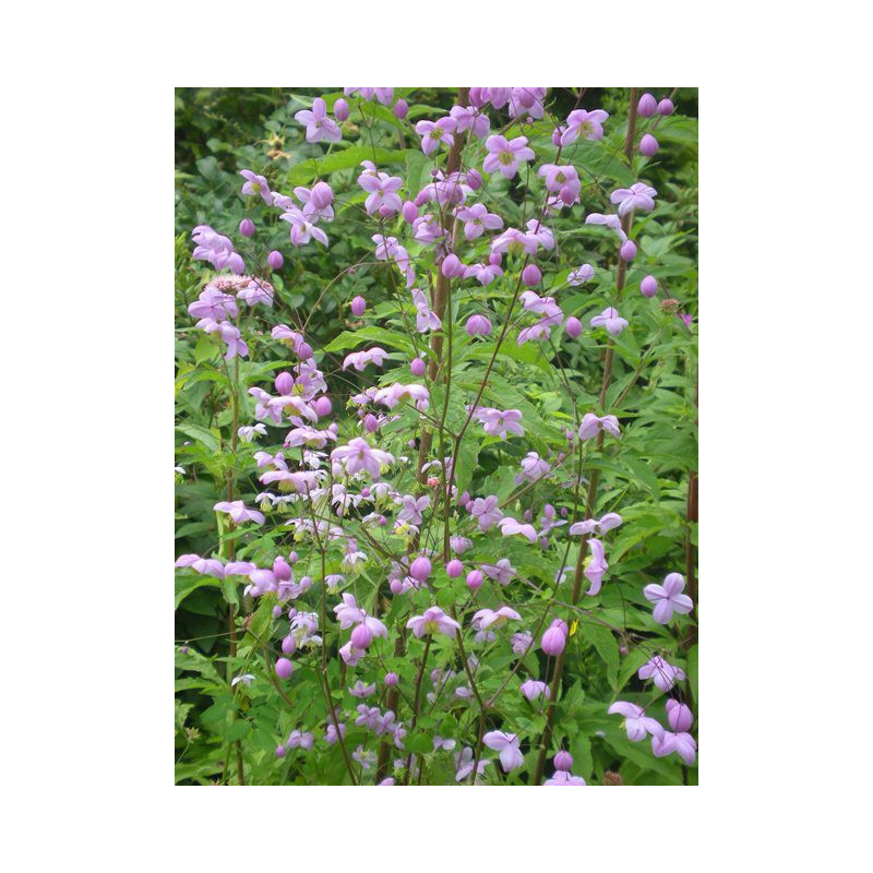 THALICTRUM delavayi THALICTRUM delavayi