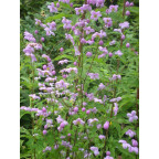 THALICTRUM delavayi THALICTRUM delavayi