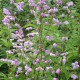 THALICTRUM delavayi