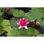 NYMPHAEA 'Laydekeri Fulgens'