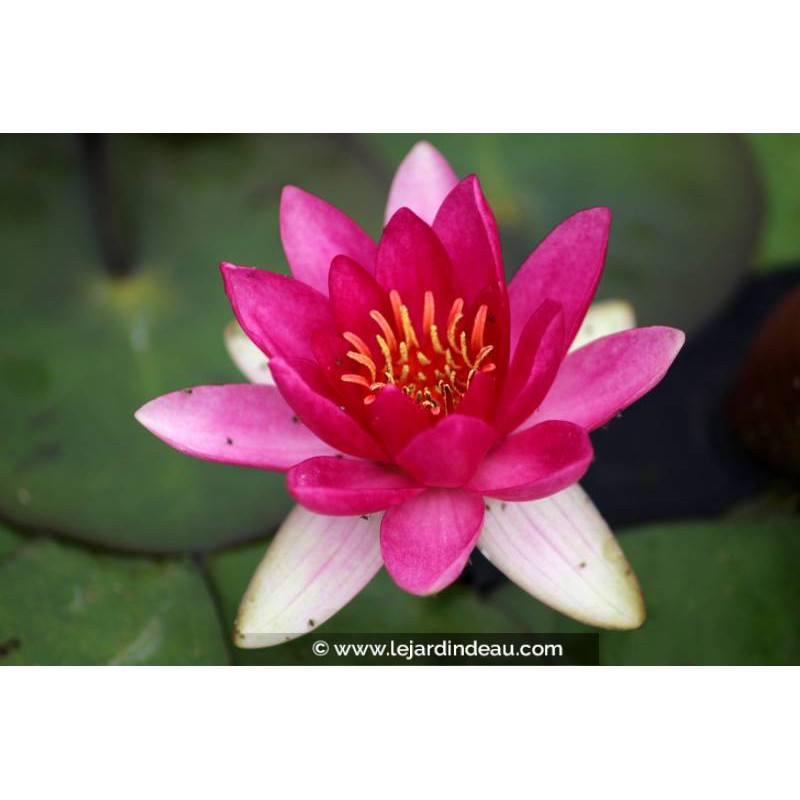 NYMPHAEA 'Laydekeri Fulgens'