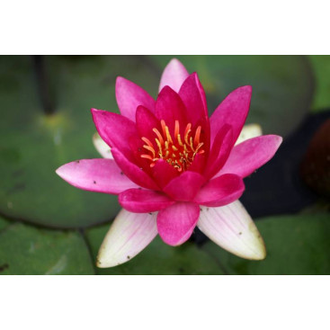 NYMPHAEA \'Laydekeri Fulgens\'