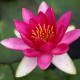 NYMPHAEA 'Laydekeri Fulgens'