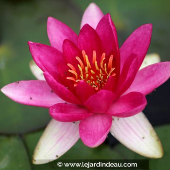 NYMPHAEA &#039;Laydekeri Fulgens&#039;