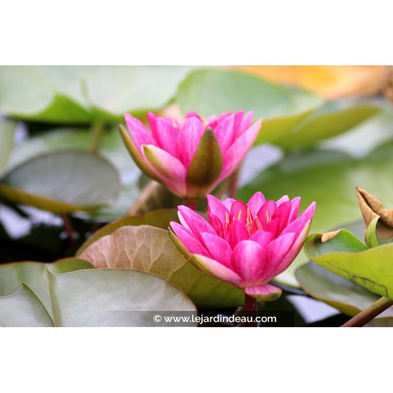 NYMPHAEA 'Laydekeri Fulgens'