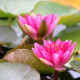 NYMPHAEA 'Laydekeri Fulgens'