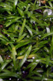SAGITTARIA subulata