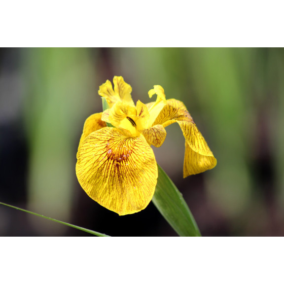 IRIS pseudacorus 'Roy Davidson'