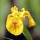 IRIS pseudacorus 'Roy Davidson'