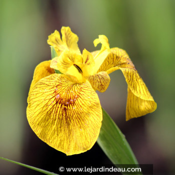 IRIS pseudacorus &#039;Roy Davidson&#039;