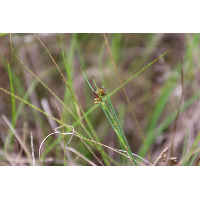 JUNCUS articulatus