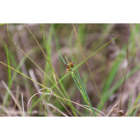 JUNCUS articulatus