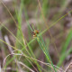 JUNCUS articulatus