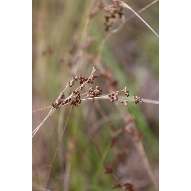 JUNCUS articulatus