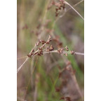 JUNCUS articulatus