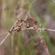 JUNCUS articulatus