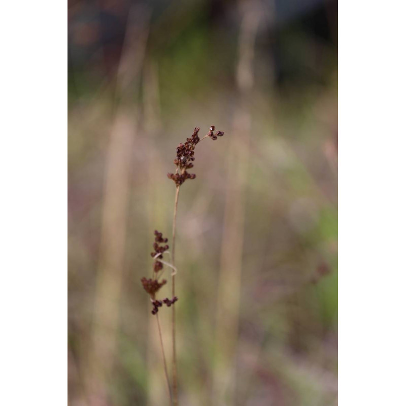 JUNCUS articulatus