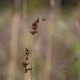 JUNCUS articulatus