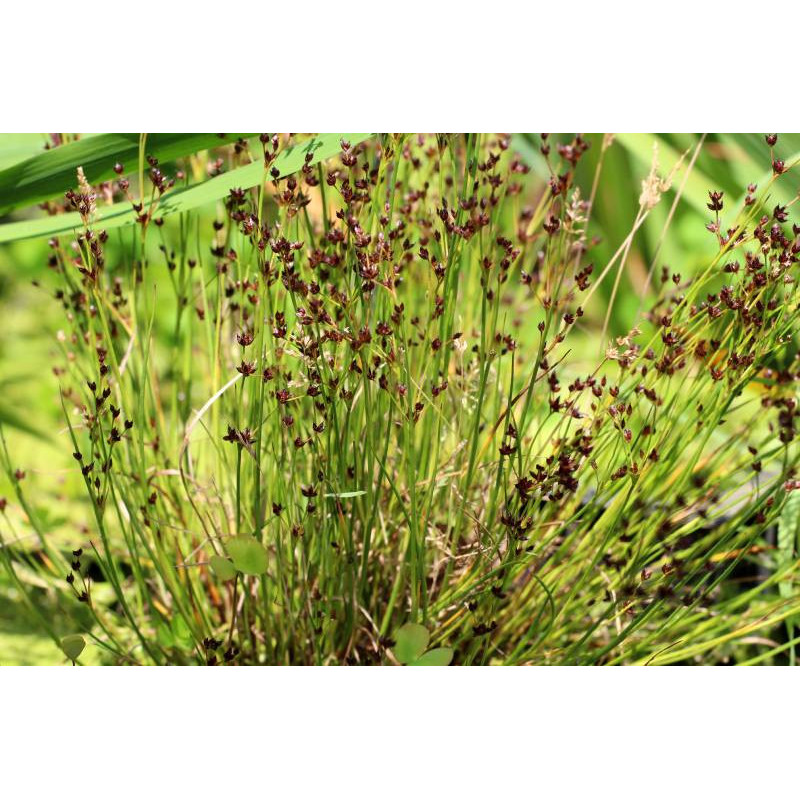 JUNCUS articulatus