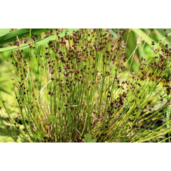 JUNCUS articulatus