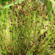 JUNCUS articulatus