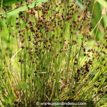 JUNCUS articulatus