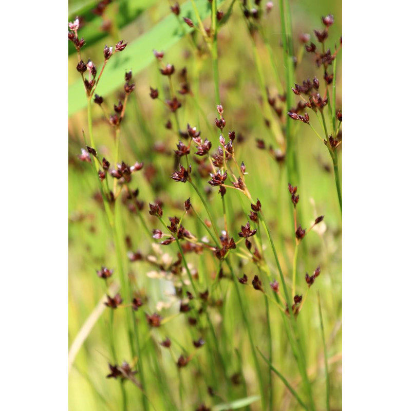 JUNCUS articulatus