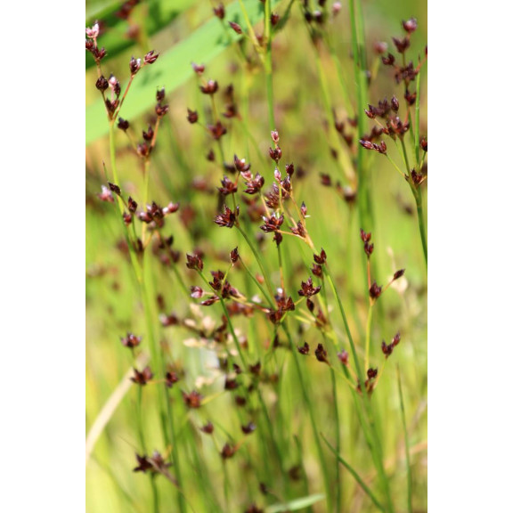 JUNCUS articulatus