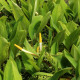 ORONTIUM aquaticum