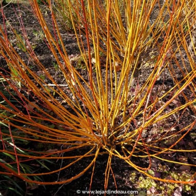 SALIX alba \'Vitellina\' - Saule dor&eacute;