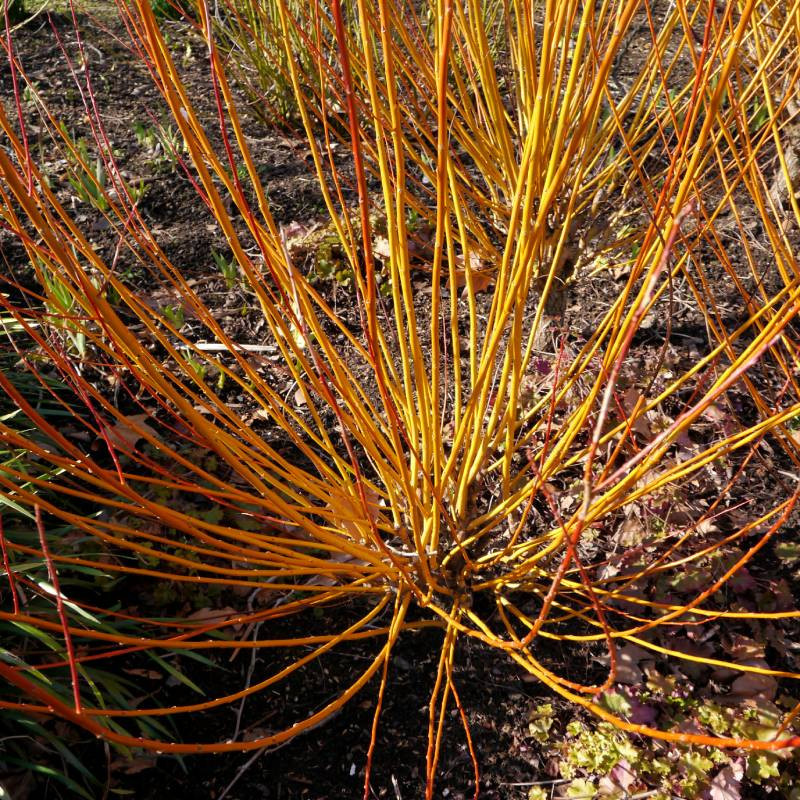SALIX alba 'Vitellina'