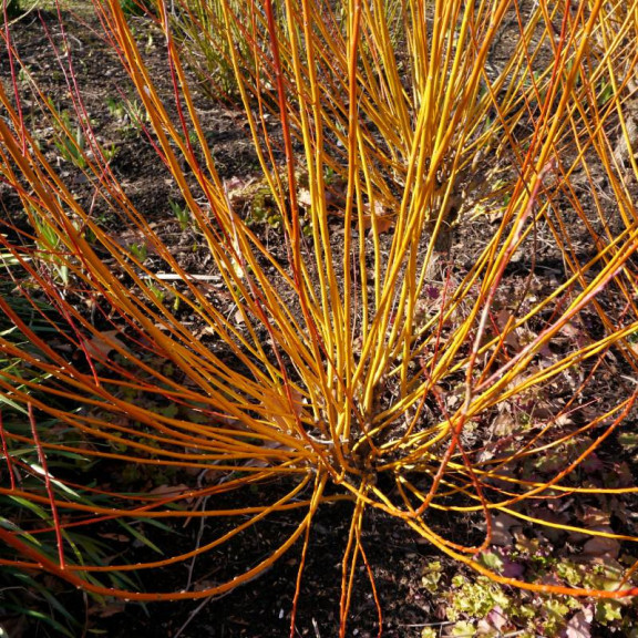 SALIX alba 'Vitellina'