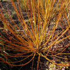 SALIX alba 'Vitellina'