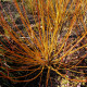 SALIX alba 'Vitellina'