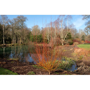 SALIX alba \'Yelverton\'