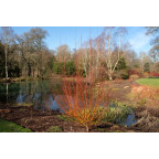 SALIX alba 'Yelverton'