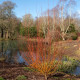SALIX alba 'Yelverton'