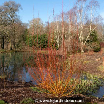 SALIX alba &#039;Yelverton&#039;