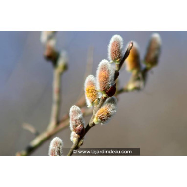 SALIX atrocinerea