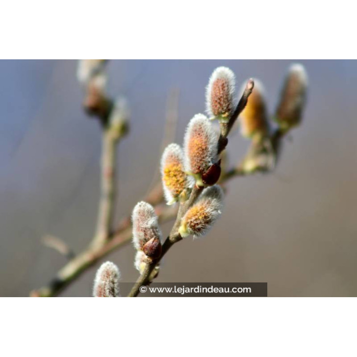 SALIX atrocinerea