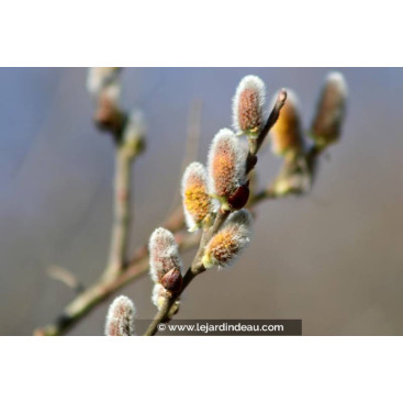 SALIX atrocinerea