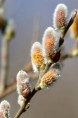SALIX atrocinerea