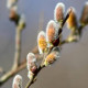 SALIX atrocinerea