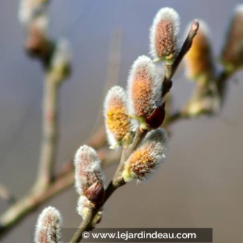 SALIX atrocinerea