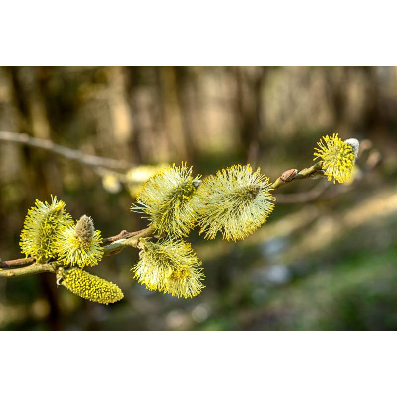 SALIX aurita